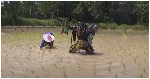 Когда посадка риса оказалась сложнее, чем охота на людей