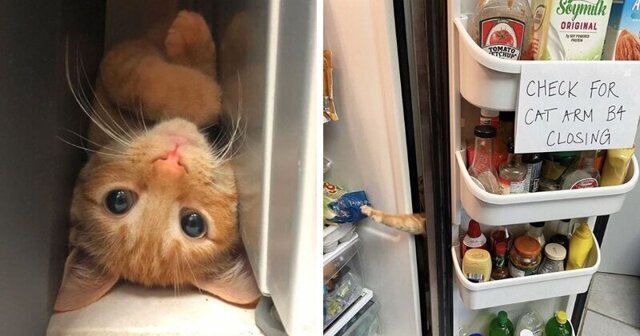 Проверь, нет ли кошачьей лапы, прежде чем закрывать холодильник!
