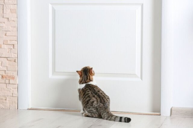 Откройте это немедленно: почему кошки некомфортно себя чувствуют в помещении с закрытыми дверями?