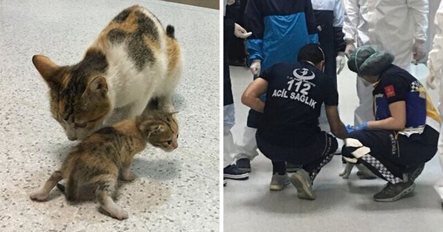 Кошка принесла своего котенка на медицинский осмотр в больницу