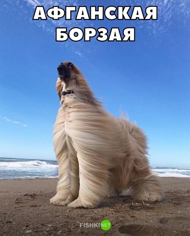 Смешные картинки из соц сетей