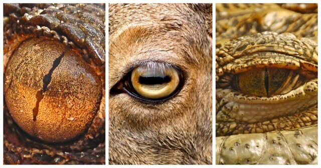 7 типов зрачков у животных: какими удивительными способностями они наделяют своих хозяев?