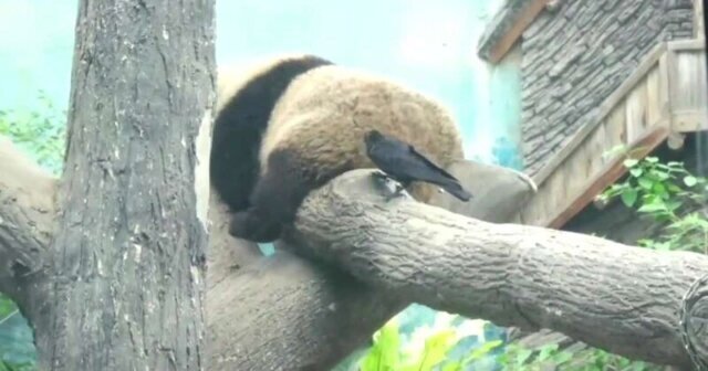 Бесстрашный вороненок отщипнул  мех из зада панды для своего гнезда