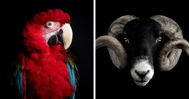 18 минималистичных портретов животных