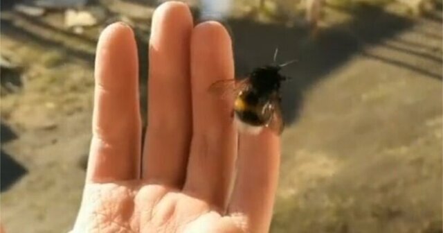 Пчеловод помог шмелихе избавиться от паразитов