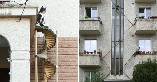 Швейцарцы придумали, как спасти кошек от травм