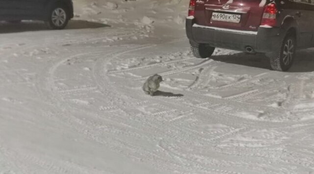 В тридцатиградусный мороз на улице сидела испуганная кошка, которую выгнали из дома