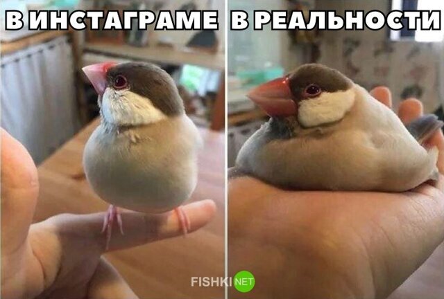 Прикольные и смешные картинки