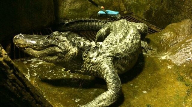 В Московском зоопарке умер «крокодил Гитлера»