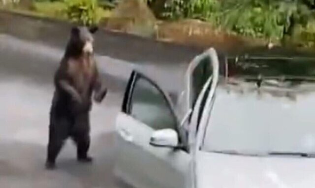 Американское семейство с помощью криков отогнало медведя от автомобиля