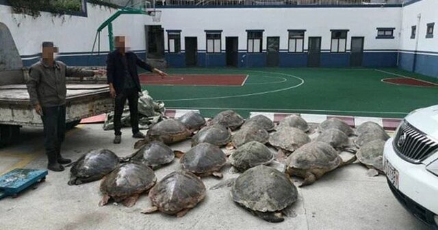 Китаец сел в тюрьму на 13 лет за торговлю морскими черепахами