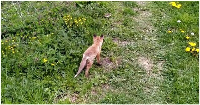 Лисёнок выругался от испуга