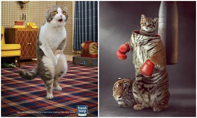 Самая креативная и забавная реклама с участием котиков