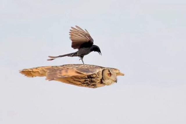 Нахальная чёрная птица села прямо во время полёта на спину сове