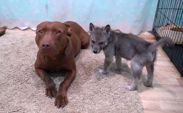 Забавное видео встречи собаки с волчонком