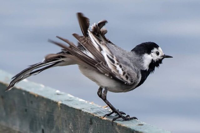 Трясогузка: Что такое "гузки" и зачем ими трясёт эта птица?