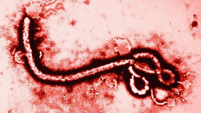 В Конго разрастается эпидемия вируса Эбола