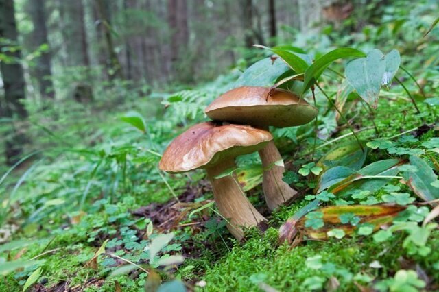 Самый загадочный организм планеты: почему грибы не способны к фотосинтезу?