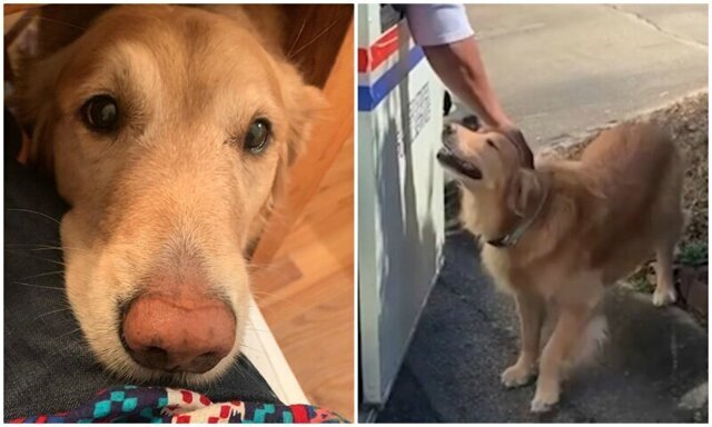 Это любовь: собака обожает почтальонов и каждый день ждет их у порога