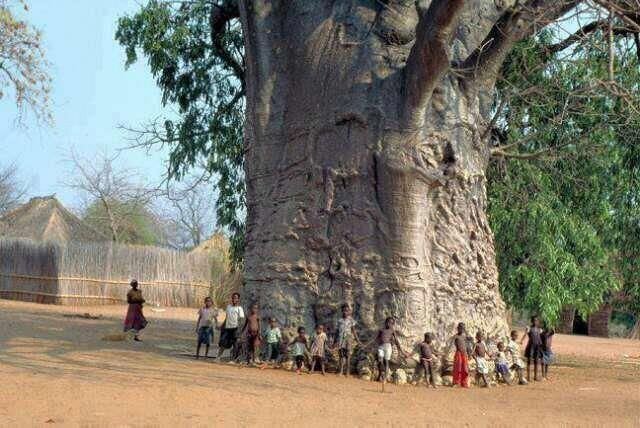 Самое большое дерево баобаб