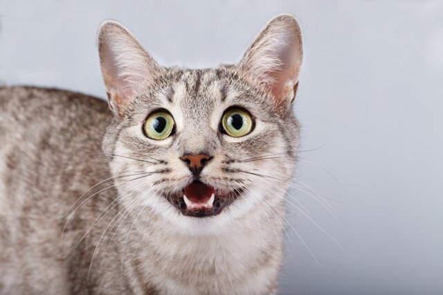 Мяука без звука: по каким причинам кошка может потерять голос?