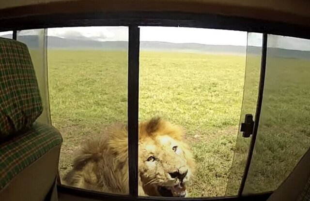 Турист хотел погладить льва и чуть не лишился руки