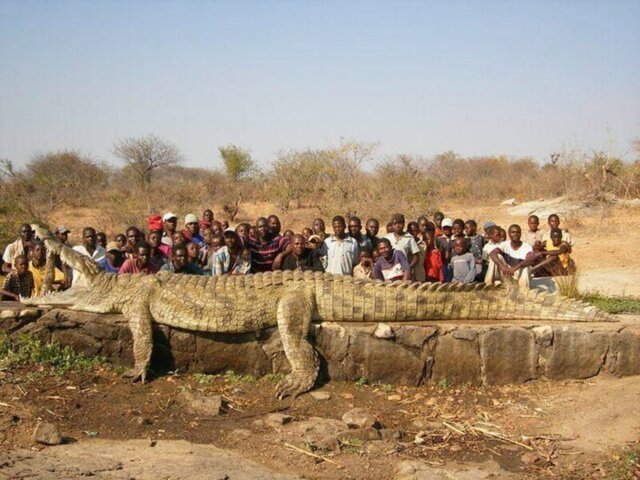На реке Нигер в Африке поймали огромного крокодила