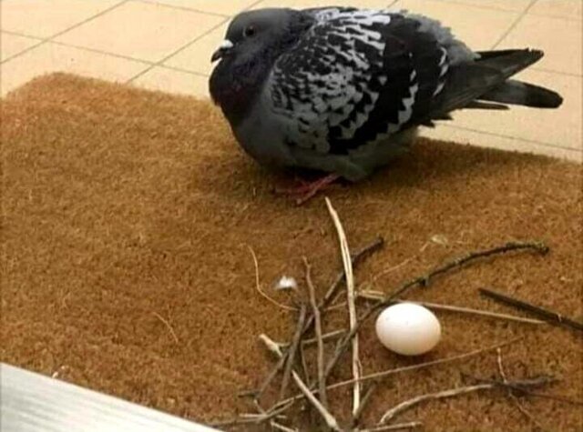 20 людей и животных, которые попытались что-то сделать, но полностью облажались