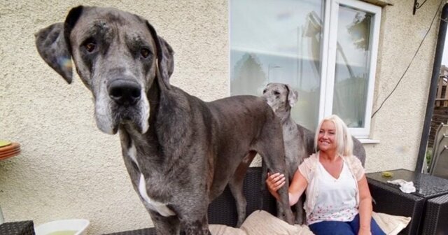 Немецкий дог Фредди самая высокая собака в мире