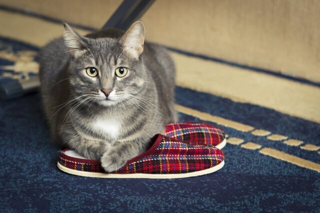 Поединок за ботинок: почему коты обожают спать в хозяйской обуви?