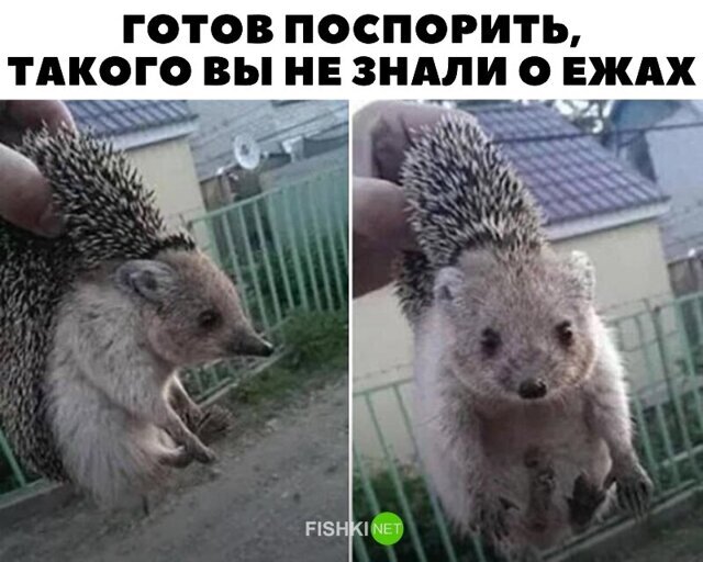 Прикольные и смешные картинки