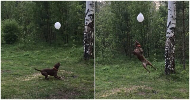 Жизнерадостный пёс играет с воздушным шариком на природе