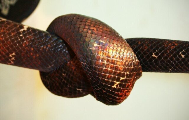 Зачем змеи завязываются в узел, и могут ли они из него развязаться?