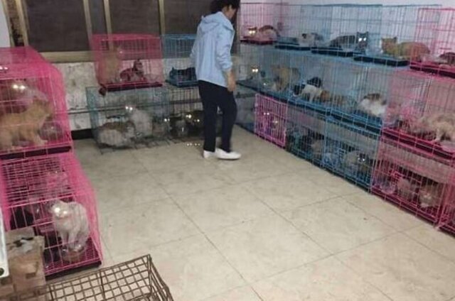 В Китае спасли 700 кошек от съедения