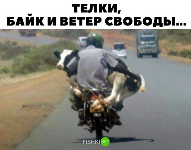 Прикольные и смешные картинки