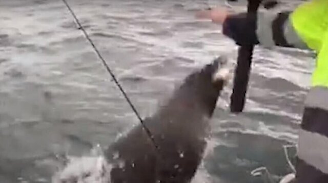 Коварный тюлень лишил рыбака улова