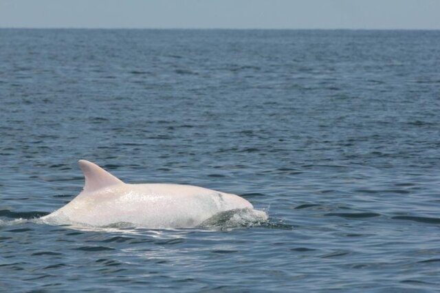 В бухте Чёрного моря заметили редчайшего дельфина-альбиноса