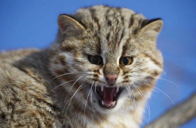 Амурская кошка: В тайге даже котики валят косуль