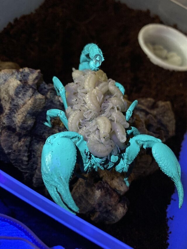 Скорпион, несущий своих новорожденных детей, под ультрафиолетовым излучением