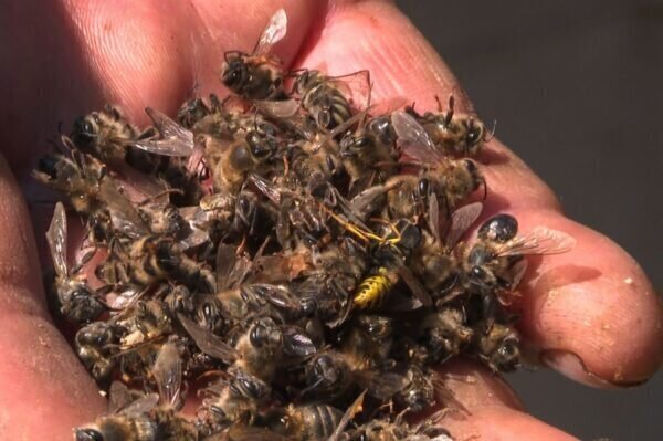 После внезапной гибели в Хорватии более 50 миллионов пчел введен режим «стихийного бедствия»