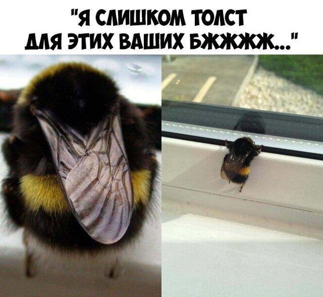 Прикольные и смешные картинки