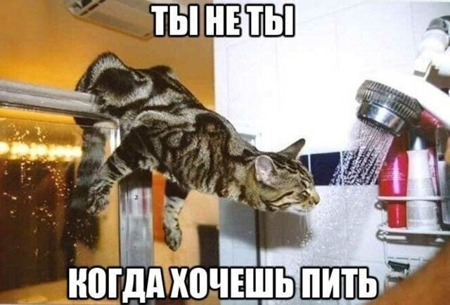 Прикольные и смешные картинки