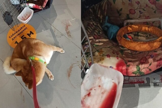 Пассажирке "Аэрофлота" выдали перевозку с собакой в кровяных подтеках и грязи