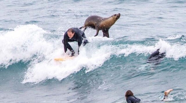Морской лев помогает серферу поймать волну