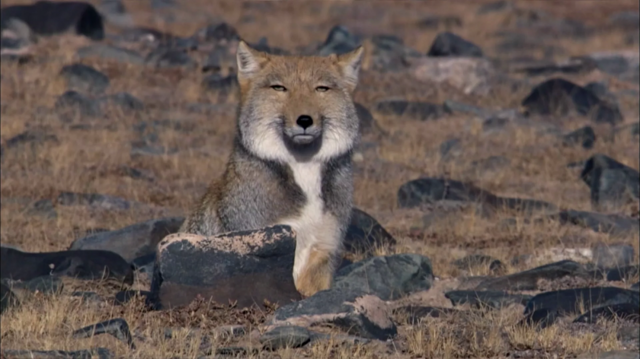 Тибетская лисица: Охота в стиле Кунг-Фу!