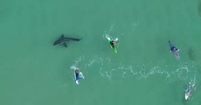 Подросток с помощью дрона запечатлел большую белую акулу рядом с серферами