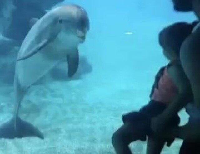 Маленькая девочка рассмешила дельфина