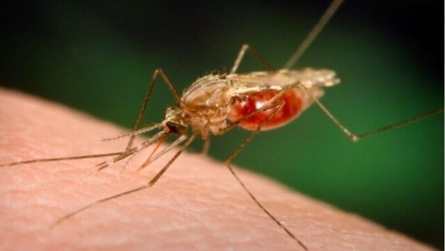 Радость или гадость: что случилось бы, если бы все комары в одночасье исчезли?