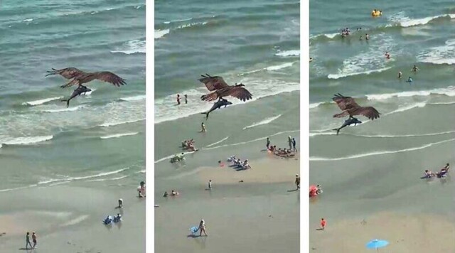 Над пляжем пролетела хищная птица с огромной рыбой в когтях 