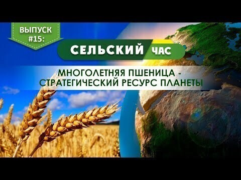 Многолетняя пшеница - стратегический ресурс планеты. Сельский час #15. (Игорь Абакумов)